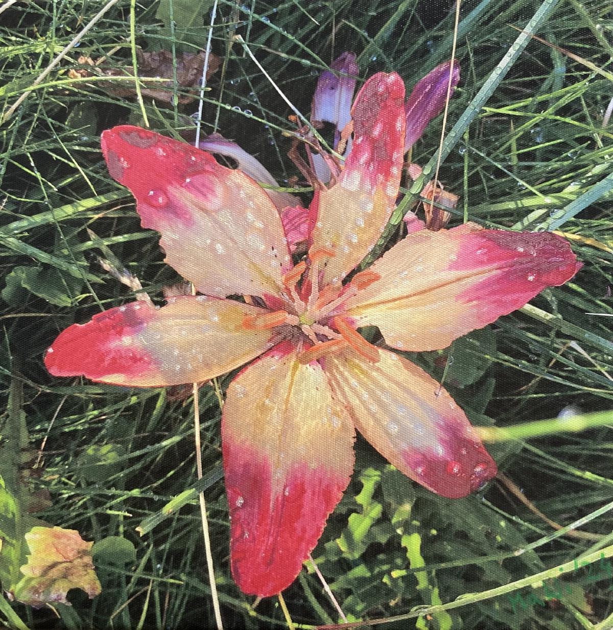 Blume im Gras (Flower in Grass)