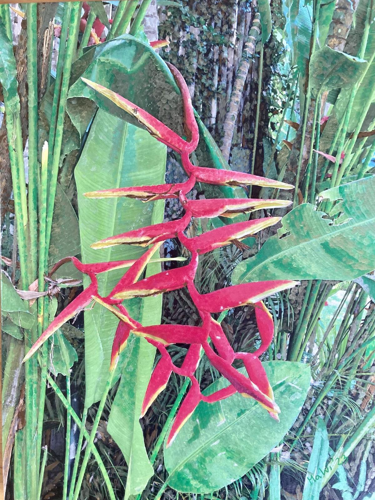 Helikonie (Heliconia)