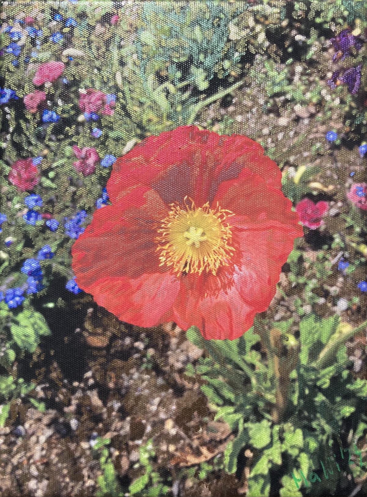 Mohnblume (Poppy)